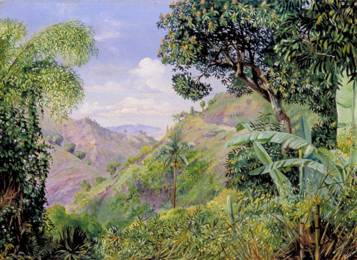 View on the Flamsted Road, Jamaica