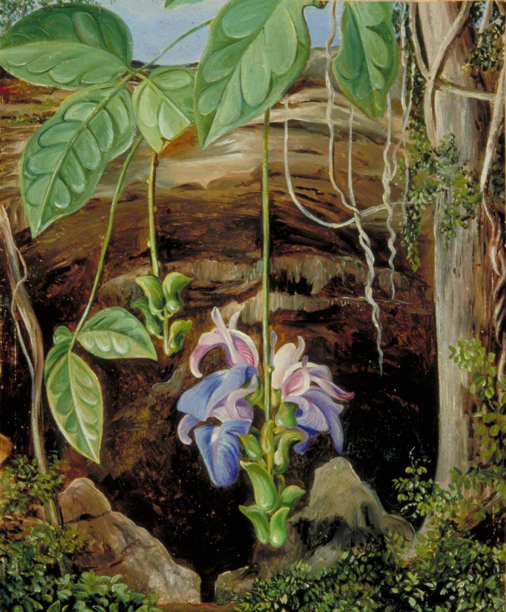 Flowers of a Twiner, Brazil