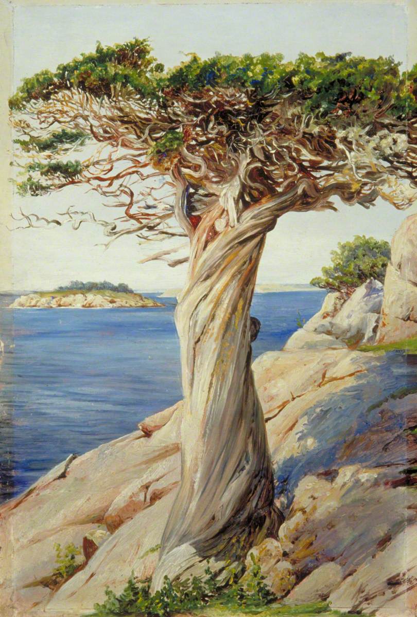 An Old Red Cedar on the Rocks near West Manchester, Massachusetts