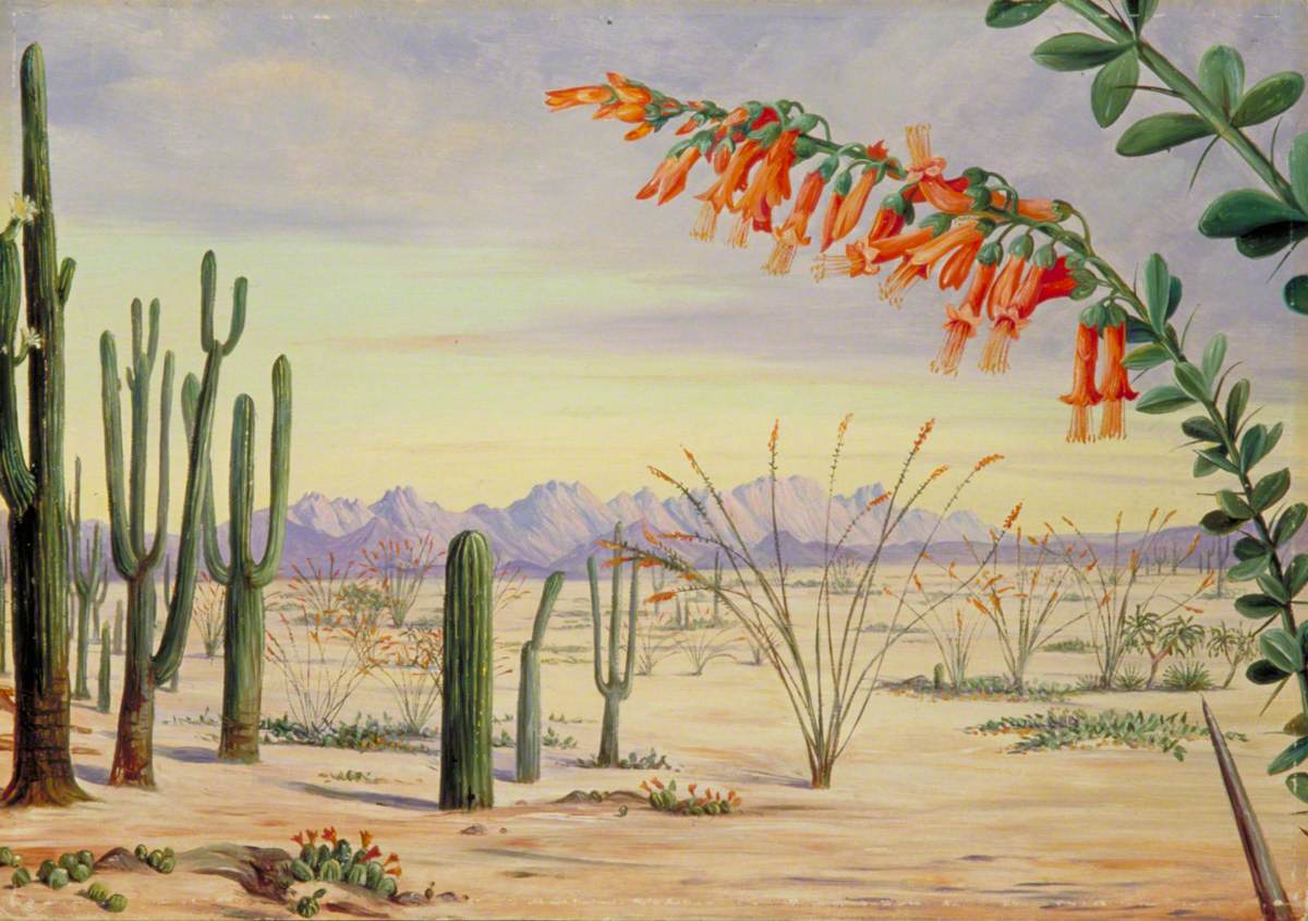 Vegetation of the Desert of Arizona EUA