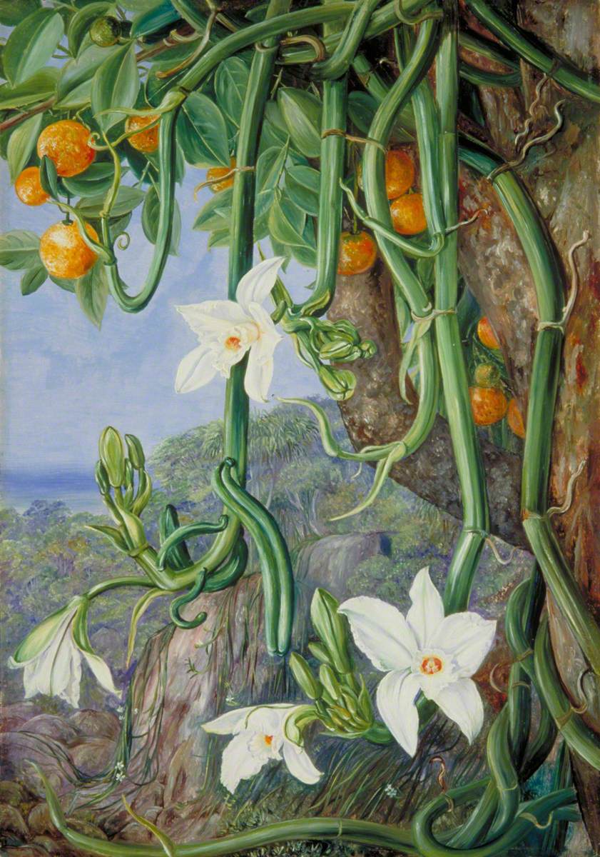 Native Vanilla Hanging from the Wild Orange, Praslin, Seychelles