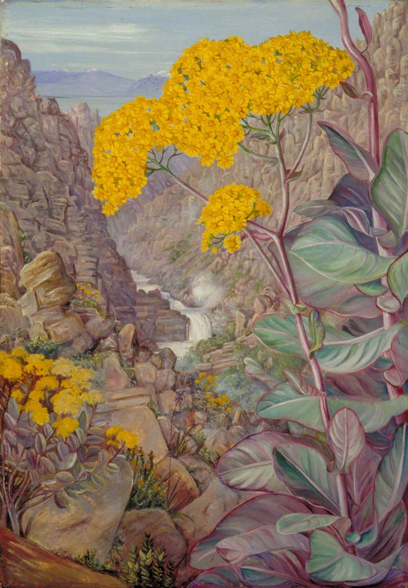 View of the Valley of Ceres from Mitchell's Pass, 'Cabbage Plant' in Front África do Sul