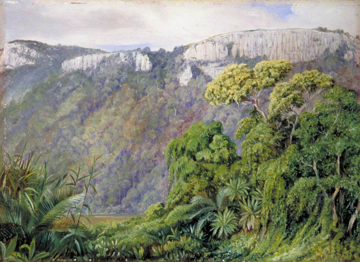Vegetation on the St John's River, Kaffraria África do Sul