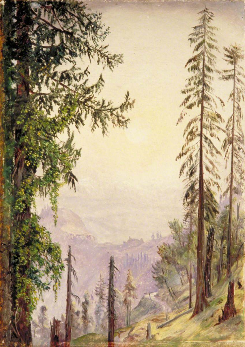 Sunrise among the Pines near Fagoo in the Himalayas