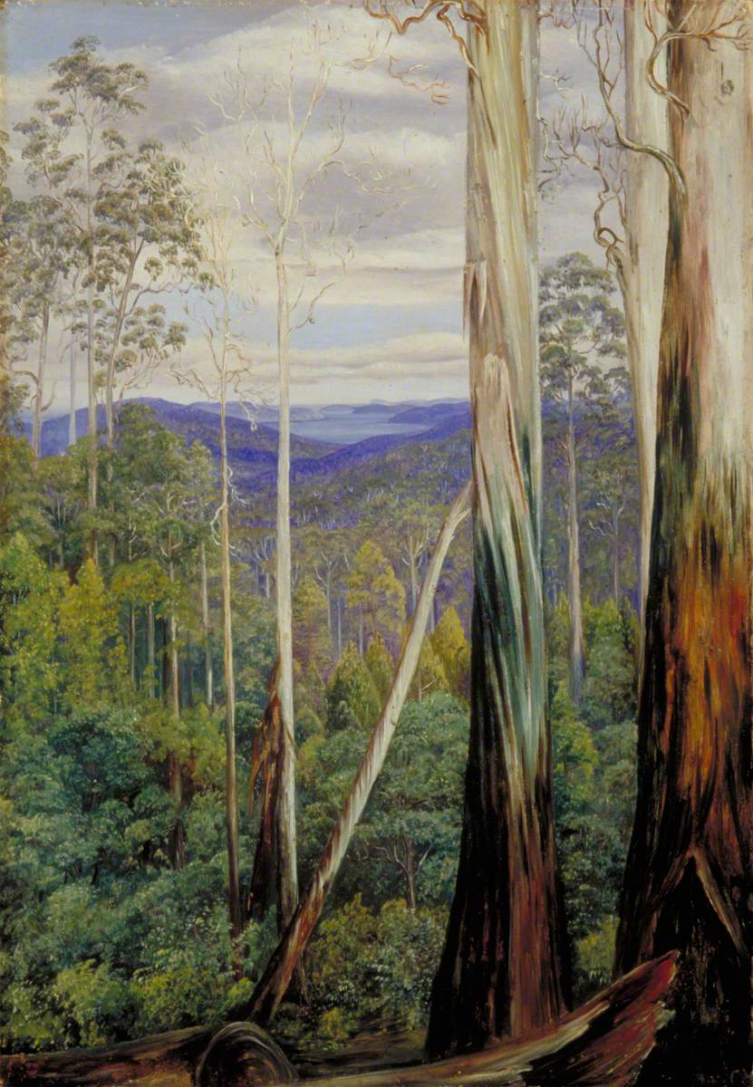 Blue Gum Trees, Silver Wattle and Sassafras on the Huon Road, Tasmania