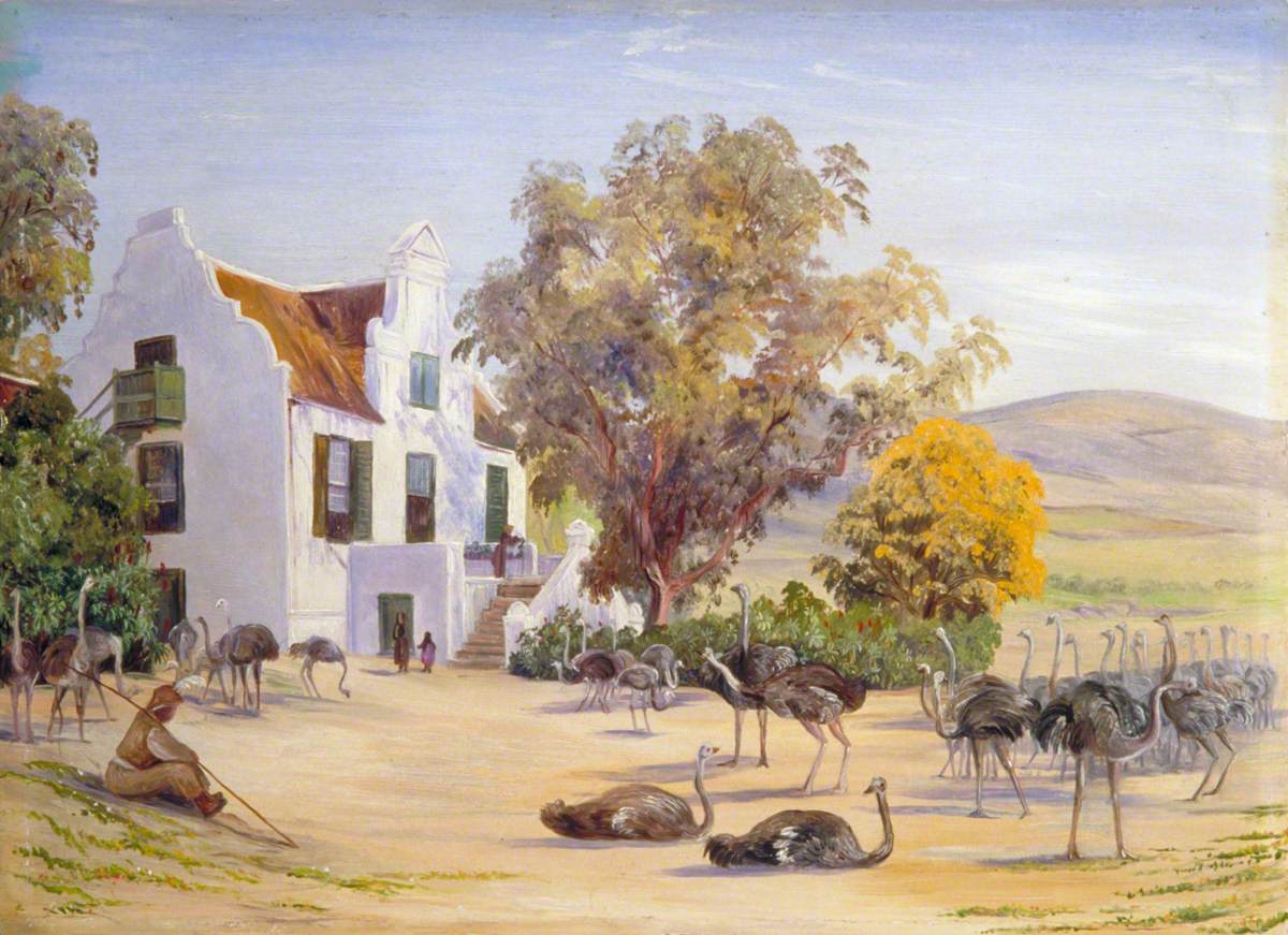 Ostrich Farming at Groot Post, South Africa