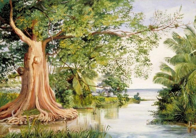 Figura 7 - A) A velha árvore de algodão. B) As tufas carbonáticas em uma das nascentes do roaring river.