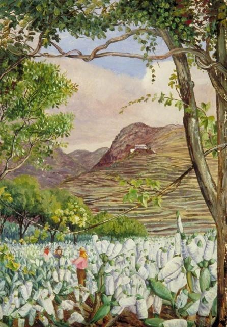 Figura 19 - A) Vista do pico do Teide a partir da ponte de Icod. B) Vista dos Jardins de Cochineal em Santa Cruz. C) Aloe e cactos continentais em floração na Ilha.