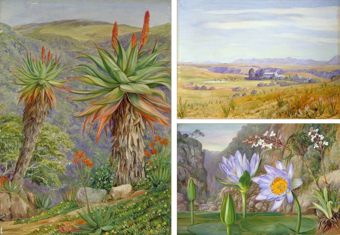 Figura 55 - África do Sul. A) Aloés arbóreos acima de Van Staaden’s Kloof. B) Vista do Cadle’s Hotel e do kloof além, próximo a Grahamstown. C) Lírios- d’água e vegetação associada em Van Staaden’s Kloof.