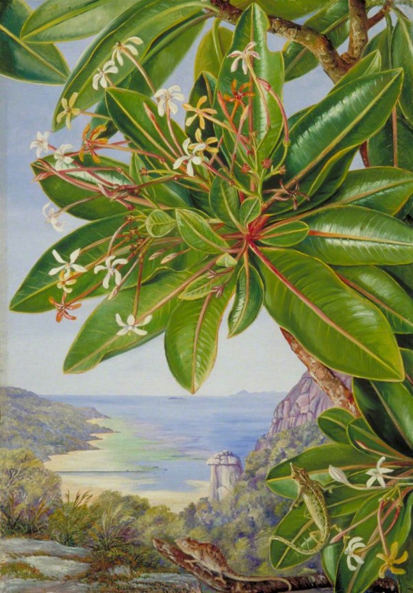 Figura 60 - Seychelles. A) Pandanos e matacões graníticos em área úmida. B) Vista costeira de Mahé com afloramentos graníticos ao fundo.