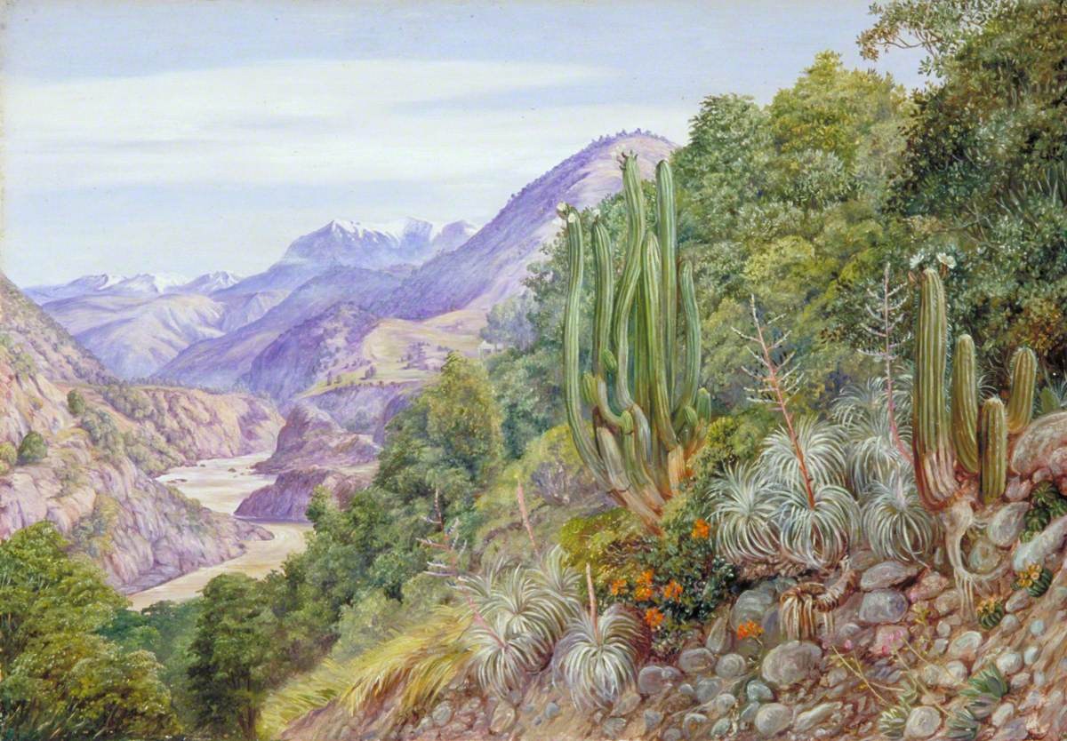 Figura 66 - Chile. Vale andino com cactáceas e bromélias sobre substrato rochoso, rio encaixado e picos nevados ao fundo.